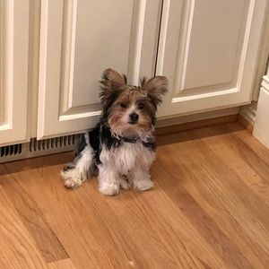 Meet your Posher, Bobby